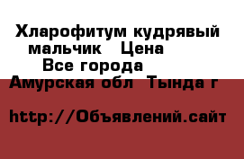 Хларофитум кудрявый мальчик › Цена ­ 30 - Все города  »    . Амурская обл.,Тында г.